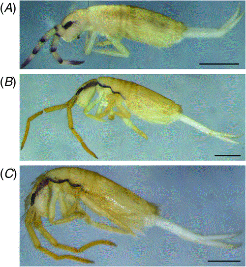 New Australian Paronellidae (Collembola) reveal anomalies in existing ...