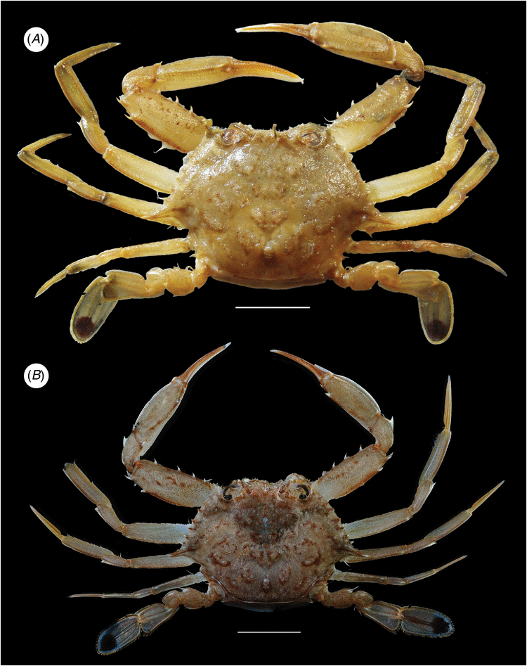 The identity of Monomia argentata (Crustacea : Brachyura : Portunidae ...