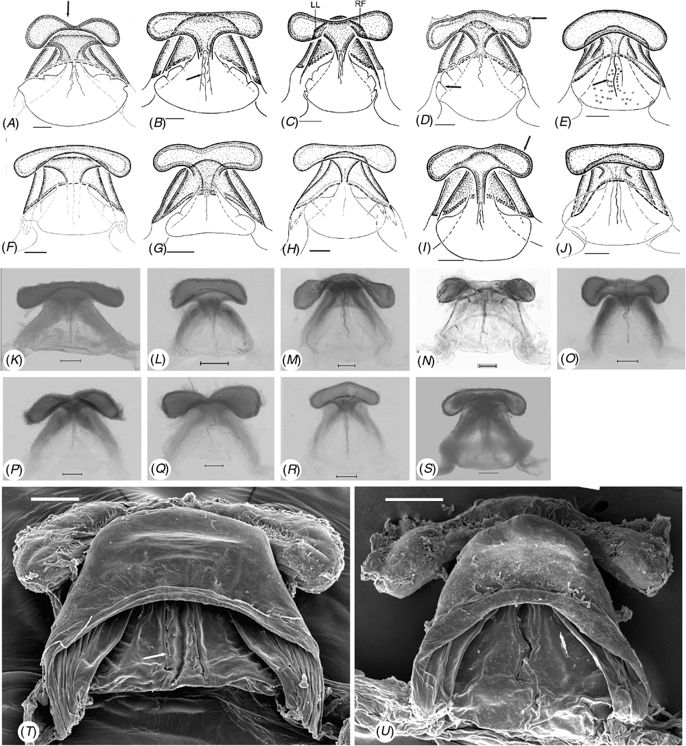 Taxonomic Revision And Insights Into The Speciation Mode Of The Spider Dysdera Erythrina Species Complex Araneae Dysderidae Sibling Species With Sympatric Distributions