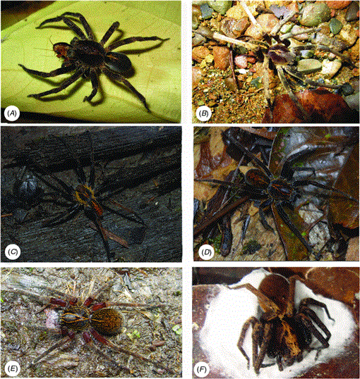 Finance Colombia » Study Details Four New Spider Species Found in Colombian  Pacific Region