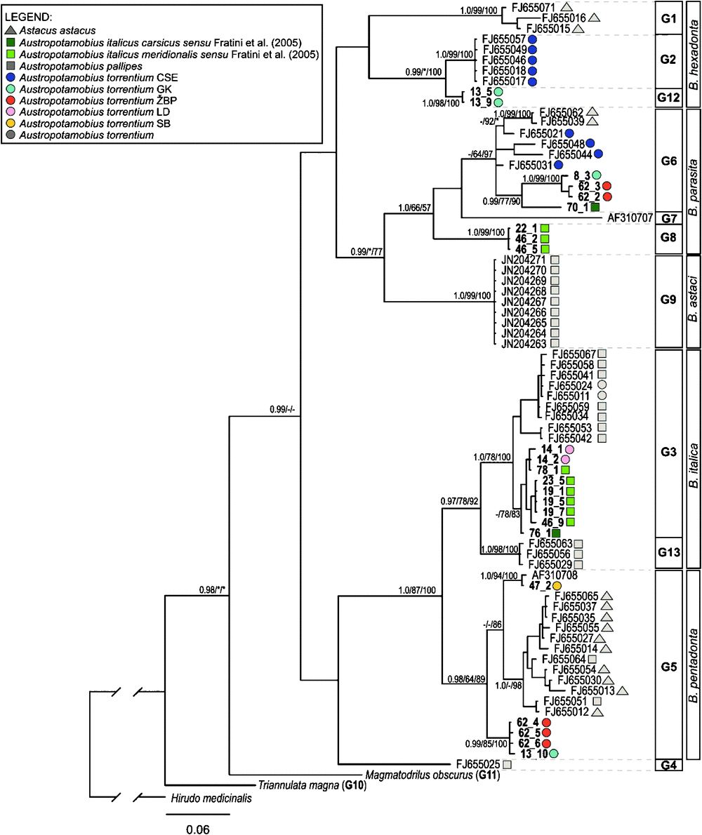 Molecular Phylogeny Of Branchiobdellidans Annelida Clitellata And Their Host Epibiont Association With Austropotamobius Freshwater Crayfish