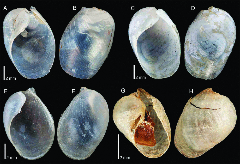 Phylogenetic Systematics Of The Shelled Sea Slug Genus Oxynoe 