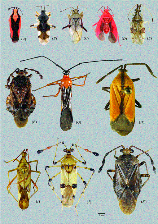 A synopsis of the bryocorine tribes (Heteroptera : Miridae ...