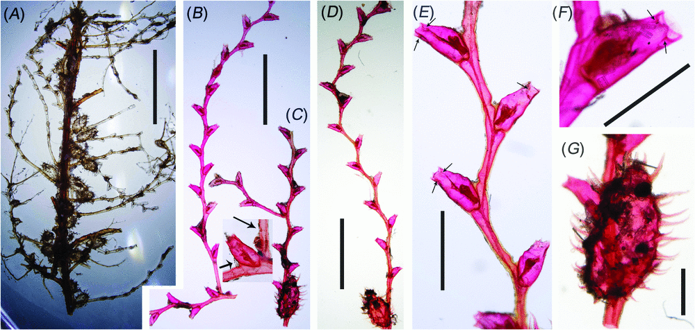 Incongruent cladistics reveal a new hydrozoan genus Cnidaria