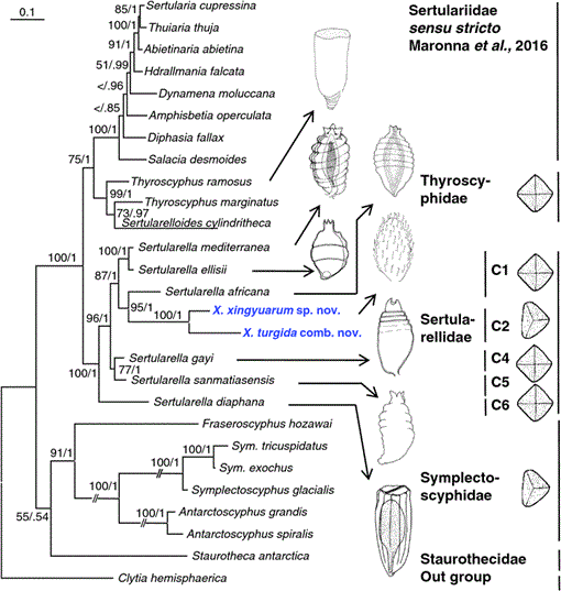 Incongruent cladistics reveal a new hydrozoan genus Cnidaria