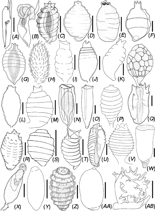 Incongruent cladistics reveal a new hydrozoan genus Cnidaria