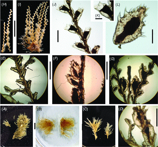 Incongruent cladistics reveal a new hydrozoan genus Cnidaria