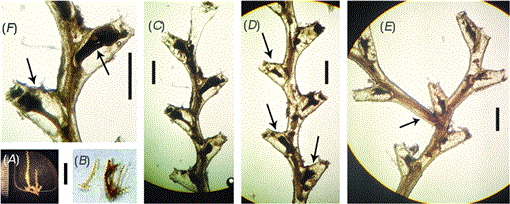 Incongruent cladistics reveal a new hydrozoan genus Cnidaria