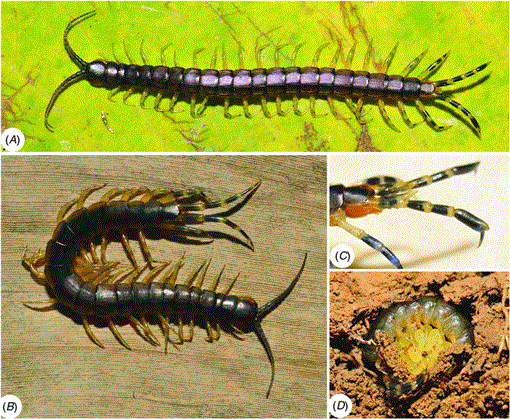 Systematic revision and phylogenetic reassessment of the centipede ...