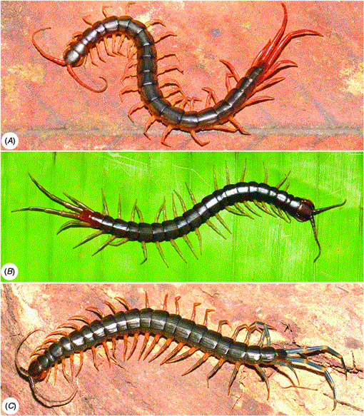 Systematic revision and phylogenetic reassessment of the centipede ...