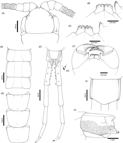 Systematic revision and phylogenetic reassessment of the centipede ...