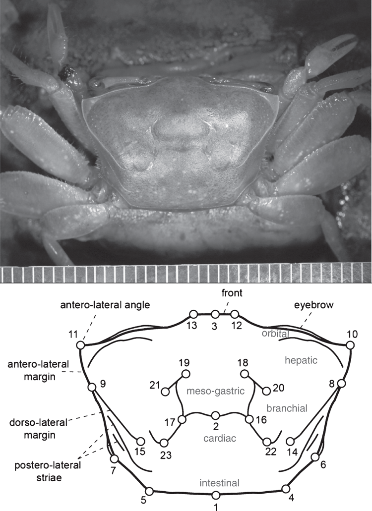 The unusual case of the widely distributed fiddler crab Minuca rapax ...