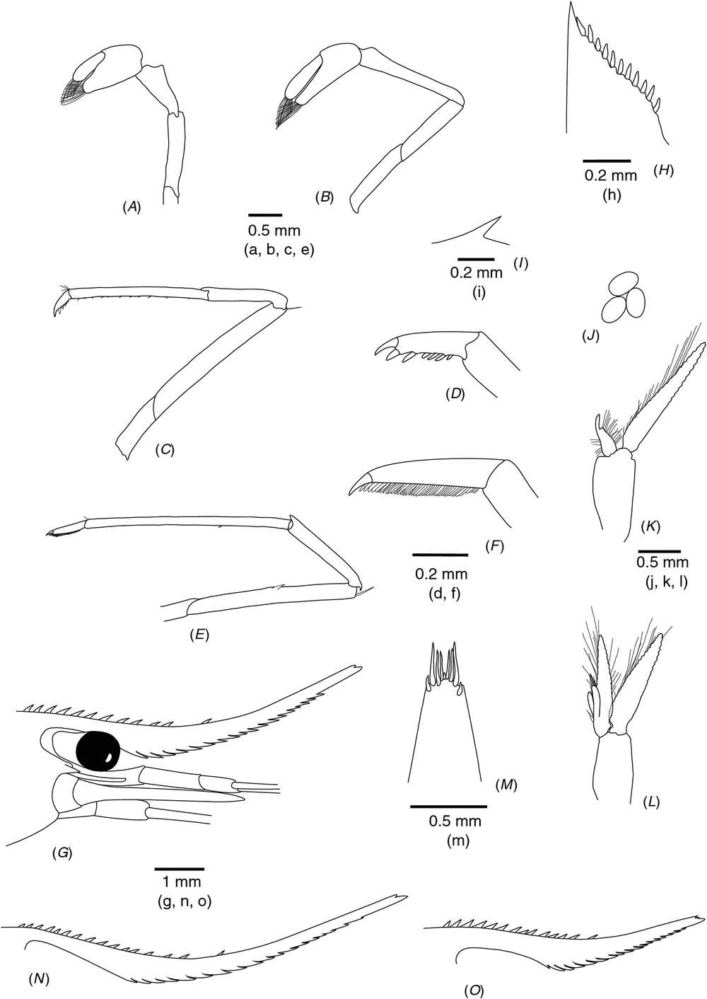 Integrative Taxonomy Helps Separate Four Species Of Freshwater Shrimps Commonly Overlooked As Caridina Longirostris Crustacea Decapoda Atyidae On Indo West Pacific Islands