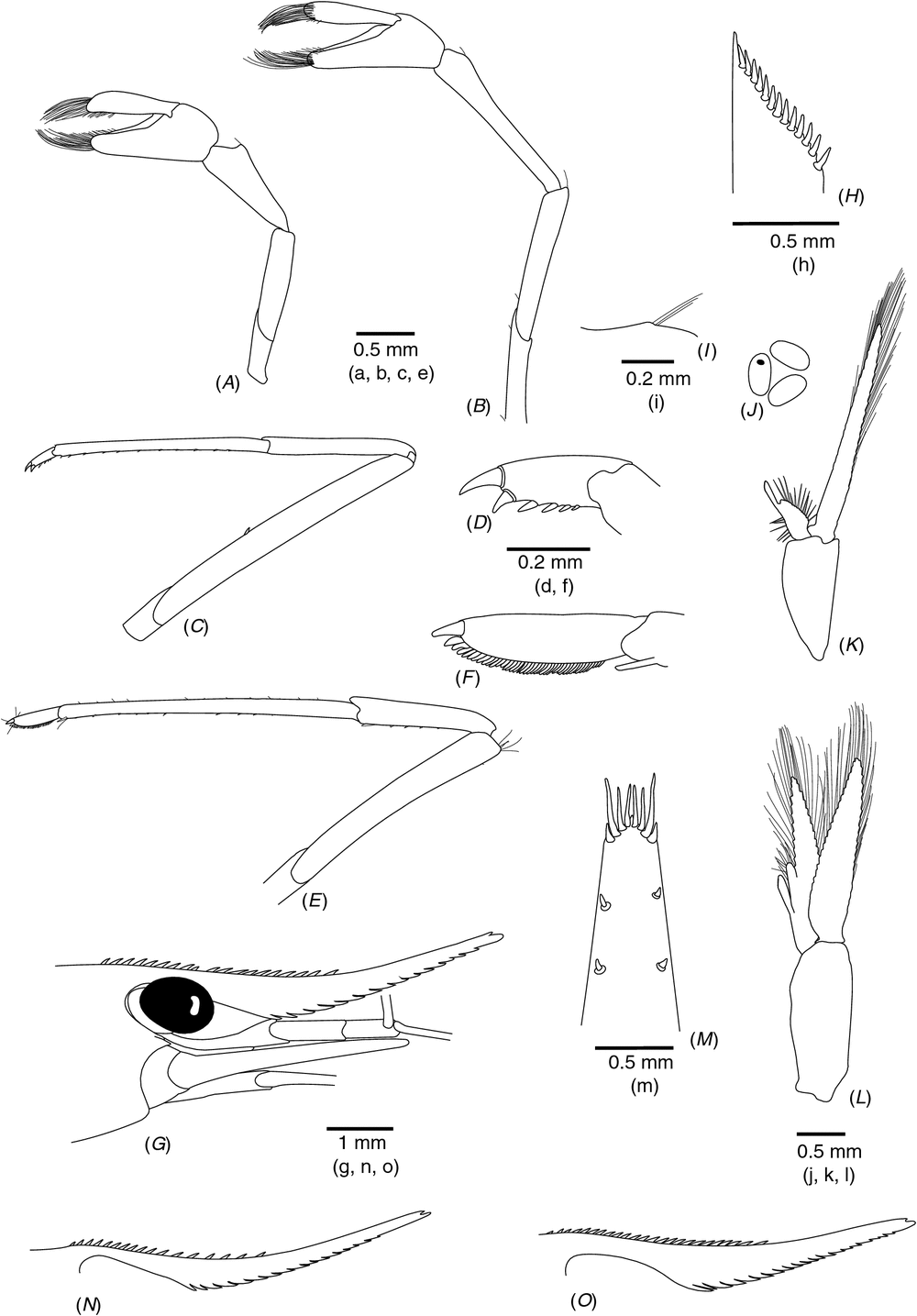 Integrative Taxonomy Helps Separate Four Species Of Freshwater Shrimps Commonly Overlooked As Caridina Longirostris Crustacea Decapoda Atyidae On Indo West Pacific Islands