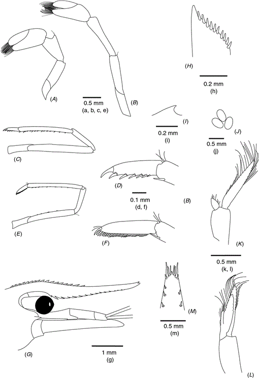 A compiled key to the recent Stomatopoda of the Indo-West Pacific region