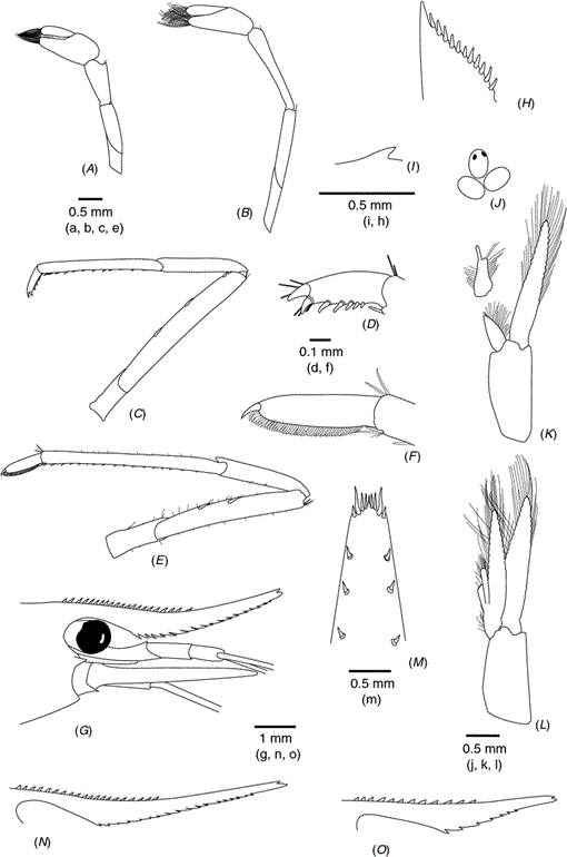 Integrative Taxonomy Helps Separate Four Species Of Freshwater Shrimps Commonly Overlooked As Caridina Longirostris Crustacea Decapoda Atyidae On Indo West Pacific Islands