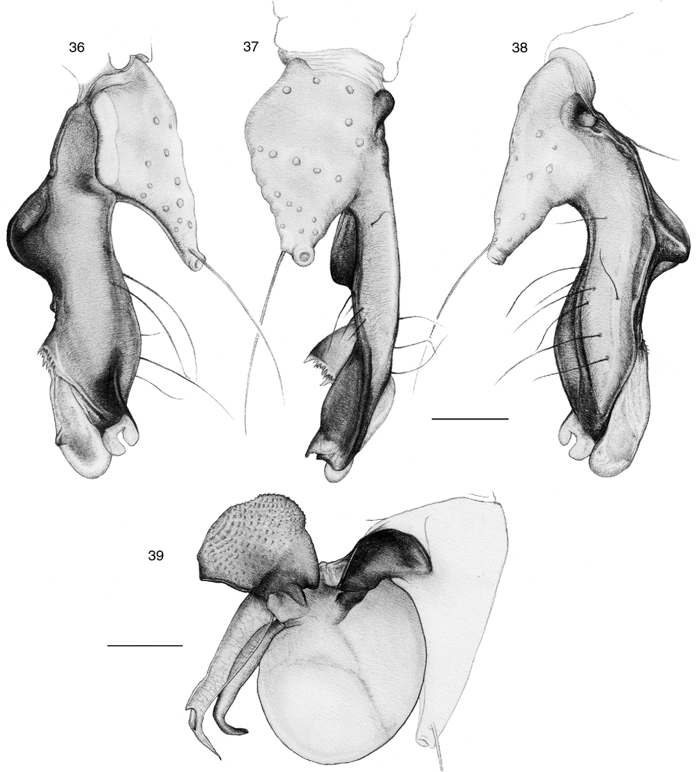 New Species Reveal Unexpected Interspecific Microhabitat Diversity In The Genus Uthina Simon 13 Araneae Pholcidae