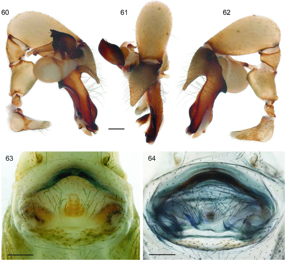 New Species Reveal Unexpected Interspecific Microhabitat Diversity In The Genus Uthina Simon 13 Araneae Pholcidae