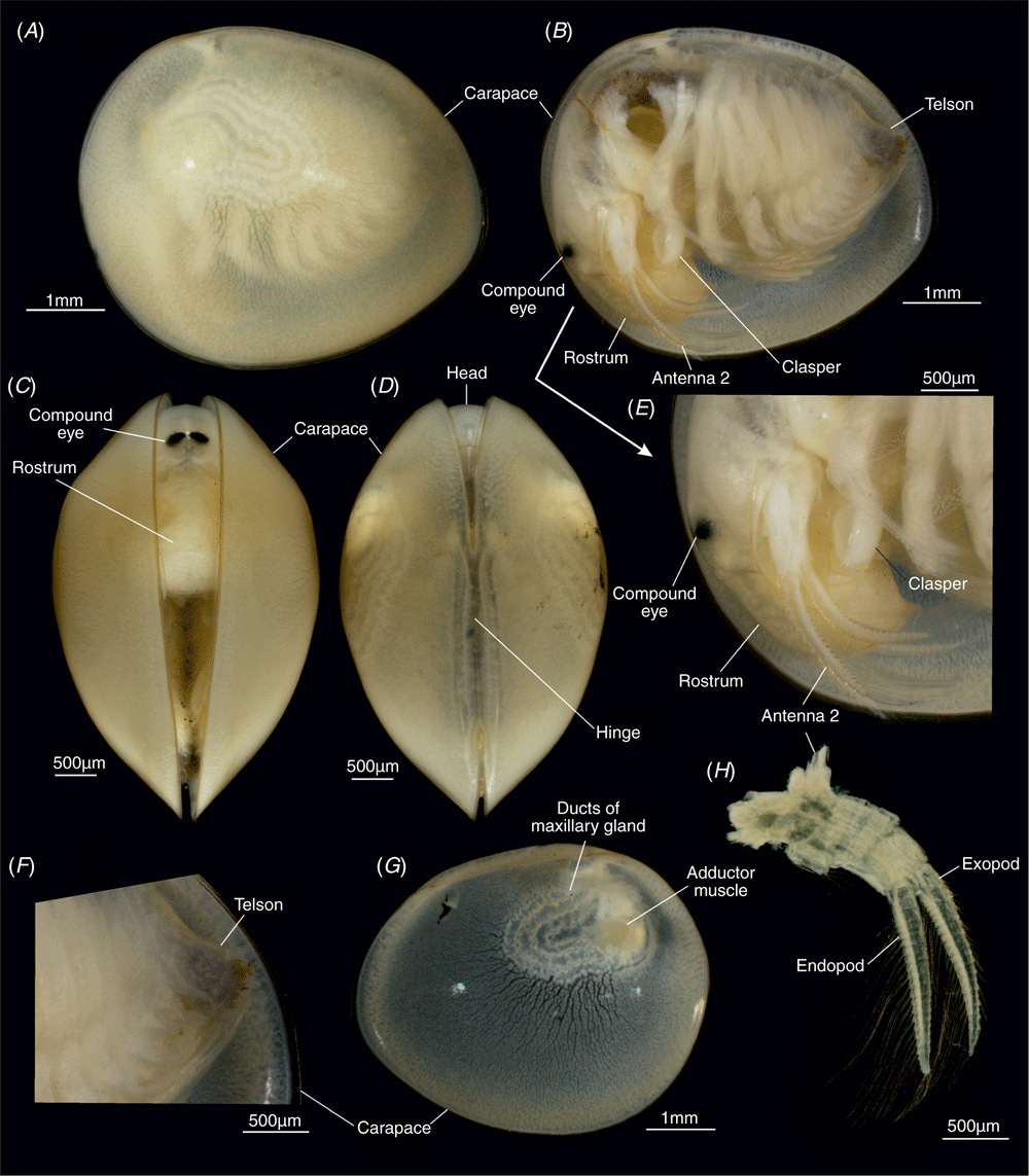 First Molecular Phylogeny Of Laevicaudata Crustacea Branchiopoda