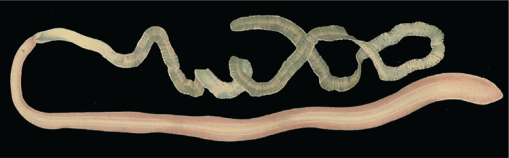 Phylogeny of Echiura updated, with a revised taxonomy to reflect their ...