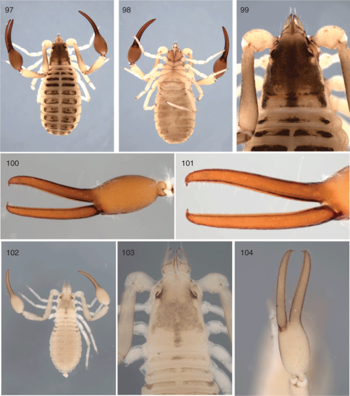 Stenochironomus roquei n. sp. Adult male: A—head, B—thorax