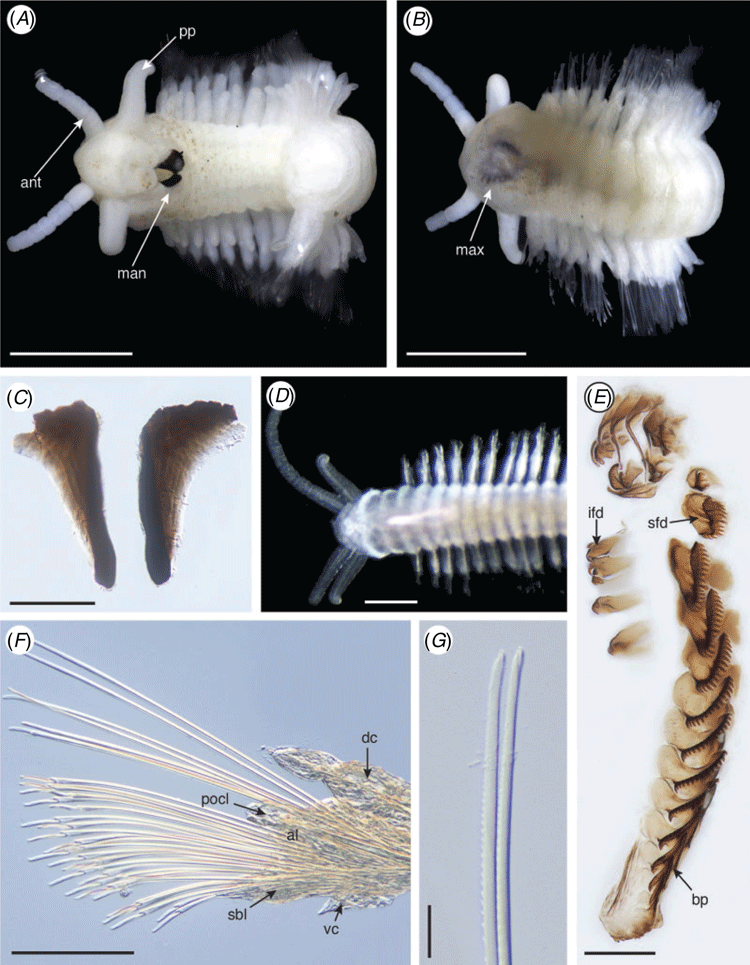 Phylogeny, biogeography and systematics of Pacific vent, methane seep ...