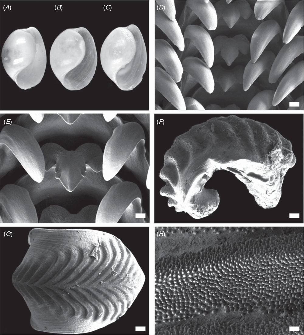 Systematic Revision Of The Indo West Pacific Colourful Bubble Snails Of The Genus Lamprohaminoea Habe 1952 Cephalaspidea Haminoeidae