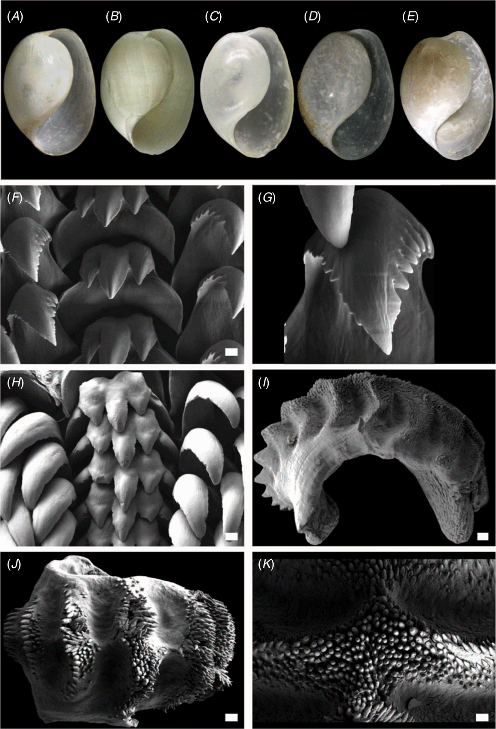 Systematic Revision Of The Indo West Pacific Colourful Bubble Snails Of The Genus Lamprohaminoea Habe 1952 Cephalaspidea Haminoeidae