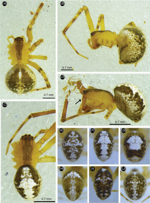 The common spiders of the United States. Spiders. THE THERIDID