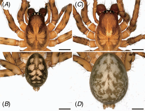 Integrative Taxonomy Reveals Multiple Lineages Of The Spider Genus ...