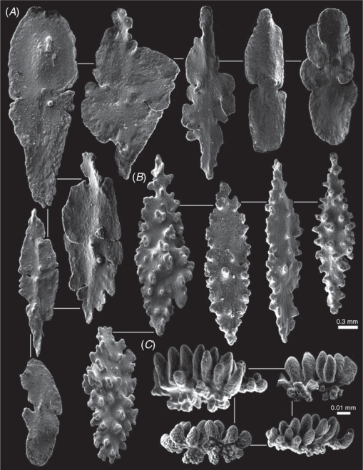 A new family and two new genera of calcaxonian octocoral, including a ...