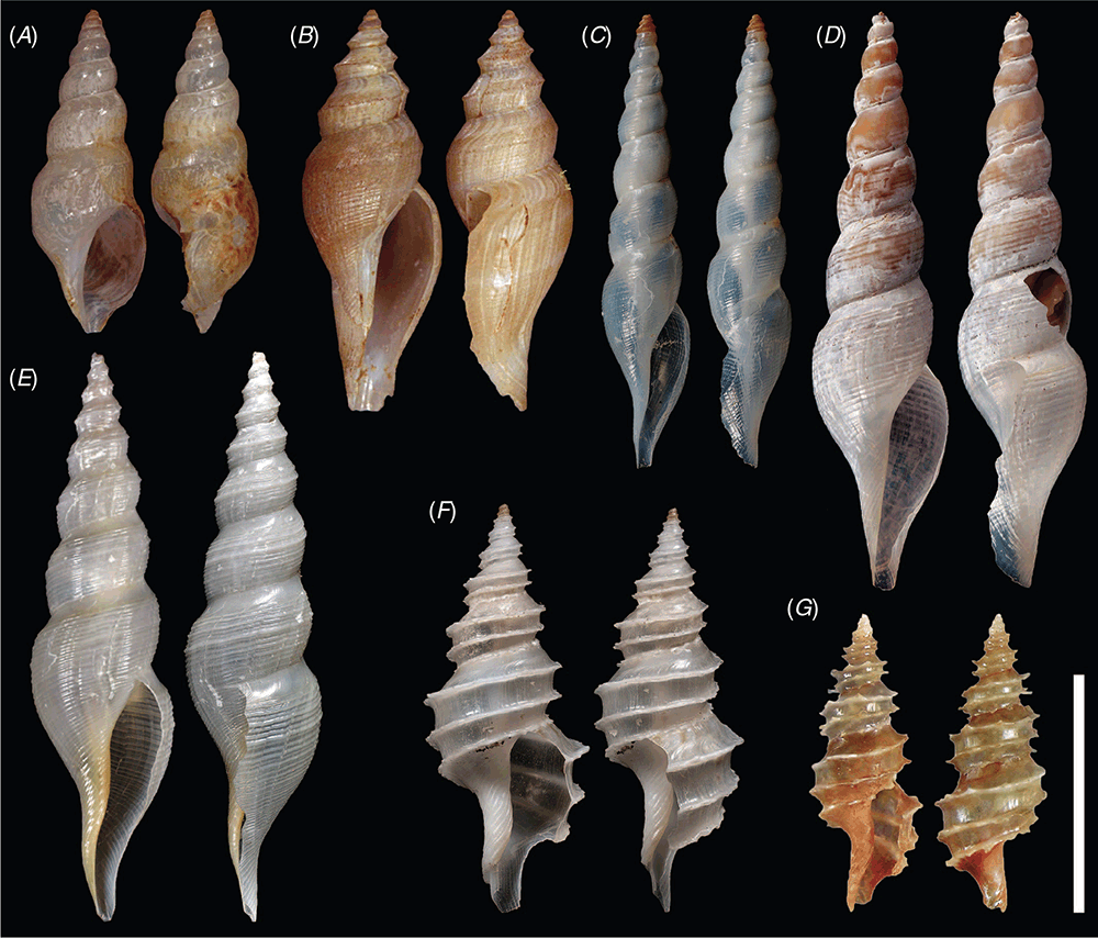 Snails in depth: integrative taxonomy of Famelica, Glaciotomella