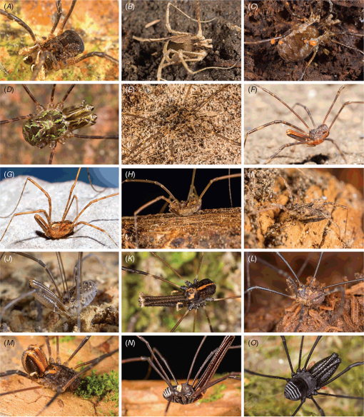 Daddy long-legs spider  Collections Online - Museum of New Zealand Te Papa  Tongarewa