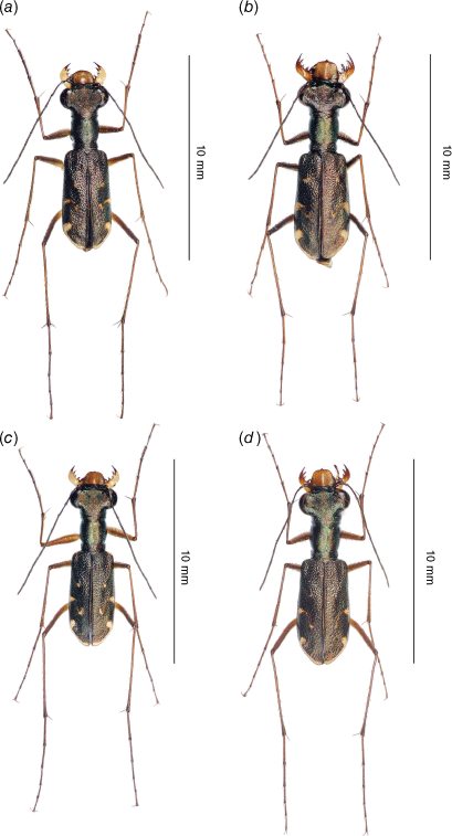 Integrative species delimitation reveals fine-scale allopatric speciation  in a good-flying insect: a case study on Cylindera pseudocylindriformis  complex (Coleoptera, Cicindelidae)