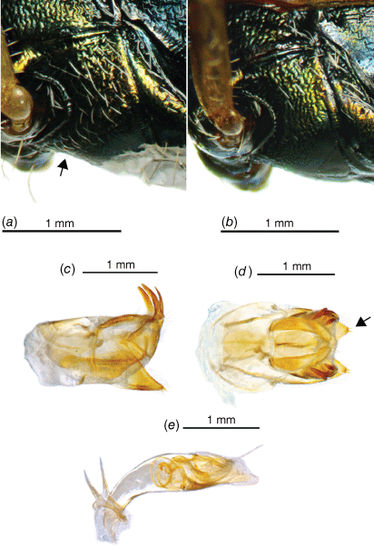 A00-415 Testantworten