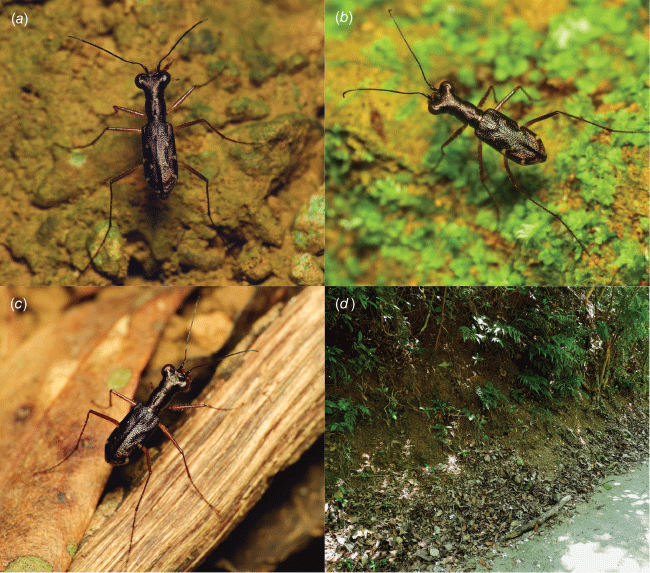 Integrative species delimitation reveals fine-scale allopatric speciation  in a good-flying insect: a case study on Cylindera pseudocylindriformis  complex (Coleoptera, Cicindelidae)