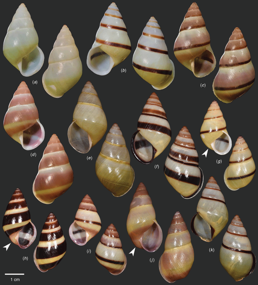 Convergent evolution of Amphidromus-like colourful arboreal snails and ...