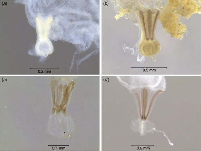 Uncovering cryptic diversity in the enigmatic ant genus Overbeckia and ...