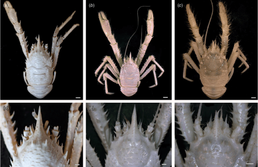 2 Bay Area students discover 2 new scorpion species - Los Angeles Times