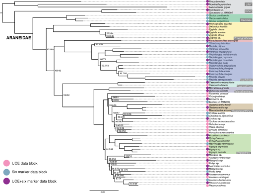 Genitalic morphology and phylogenomic placement of the Australian ...