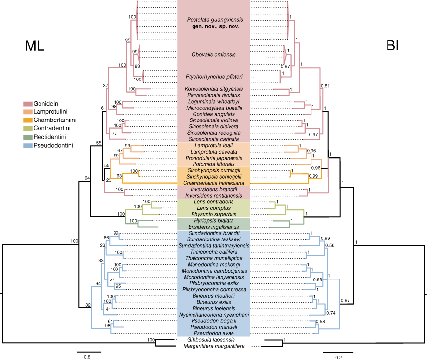 Multilocus and mitogenomic phylogenetic analyses reveal a new genus and ...