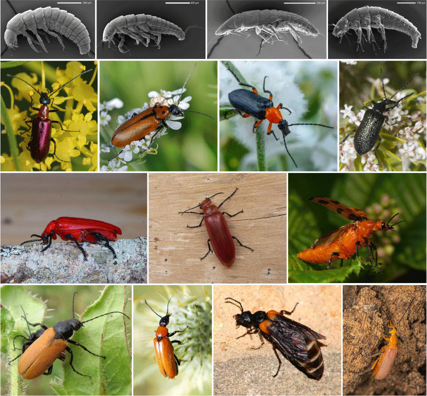 Molecular phylogeny, systematics and biogeography of the subfamily  Nemognathinae (Coleoptera, Meloidae)