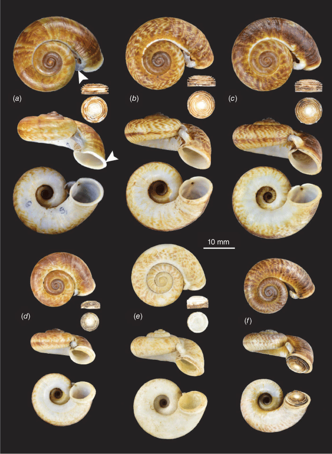 Molecular phylogeny of the snorkel snail Rhiostoma housei, a species ...