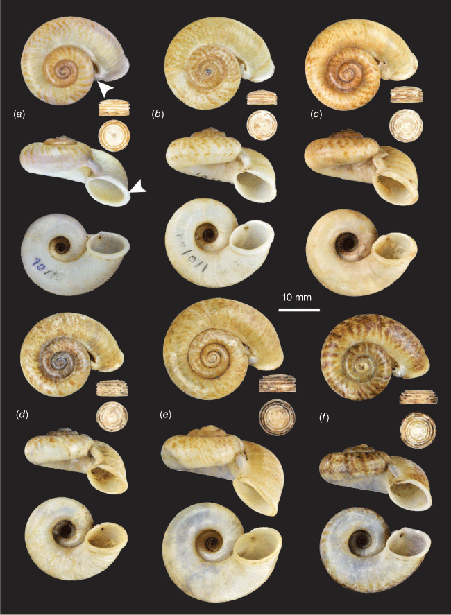 Molecular phylogeny of the snorkel snail Rhiostoma housei, a species ...