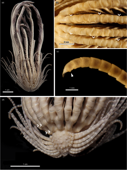 Resolving The Taxonomy Of The Antarctic Feather Star Species Complex ...