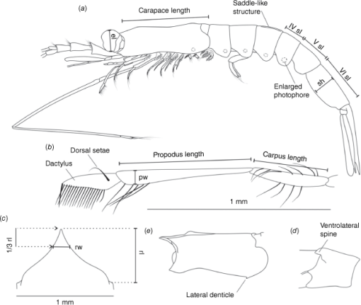 An integrative taxonomic approach to the Atlantic Hansarsia (formerly ...