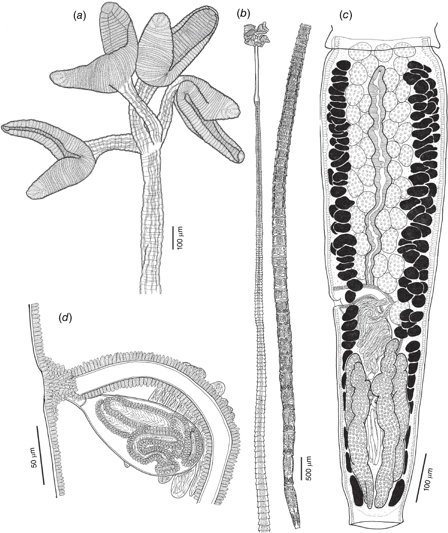 Phylogeny of the cestode family Escherbothriidae (Cestoda ...