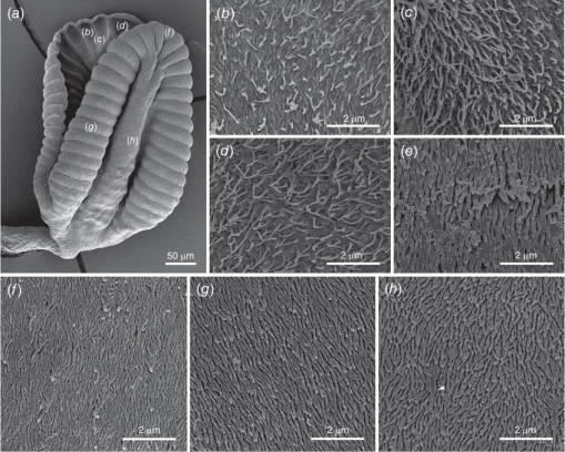Phylogeny of the cestode family Escherbothriidae (Cestoda