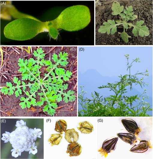 Biology of Invasive Plants 6. Parthenium hysterophorus L.