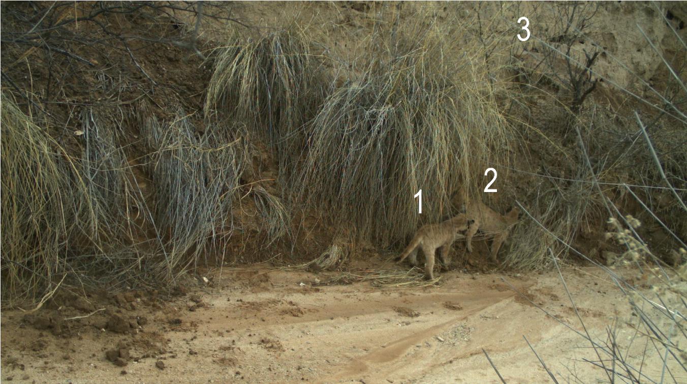 PDF) Molecular and morphological evidence of Taenia omissa in pumas (Puma  concolor) in the Peruvian Highlands